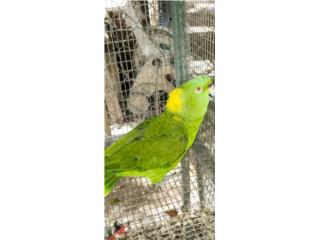 Cotorra Yellow Nape Macho con ADN 