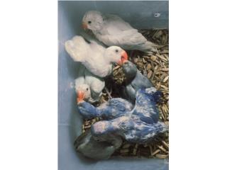 RINGNECKS BEBES GRISES VIOLETAS Y LACEWING 