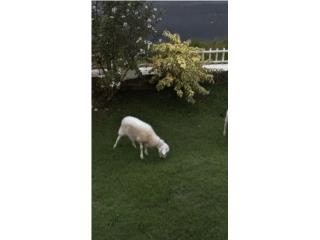 Se Vende Ovejo Macho Puerto Rico