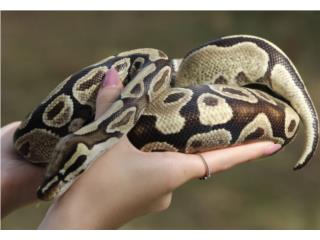 Ball Python hembra  Puerto Rico
