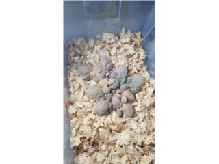 Bebes de Cotorra Quaker Verdes 
