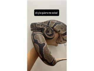 Pitn bola  Puerto Rico