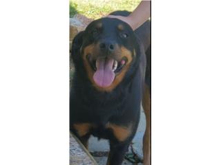 Hembra Rotweiller Puerto Rico