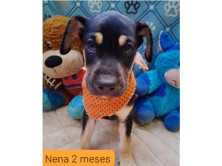 Perros para adopcion Puerto Rico