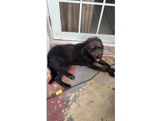 Poodle mezclado Puerto Rico