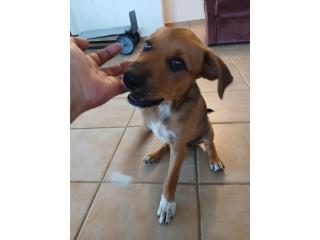 ADOPTAME Puerto Rico