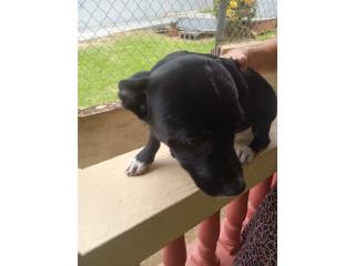 Perrito juguetn busca cario Puerto Rico
