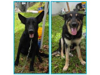 Perros Rescatados  Puerto Rico