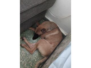  Belgian Shepherd  Puerto Rico