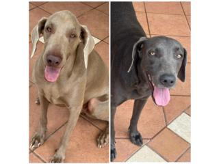 Weimaraner Silver y Blue Puerto Rico