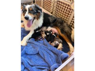 Puerto Rico Australian Shepherd, Perros Gatos y Caballos