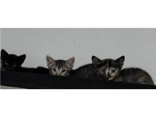 Gatitos listo para adopción! Puerto Rico
