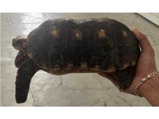 Tortuga Redfoot Puerto Rico