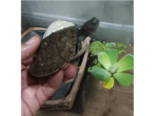 Tortuga de agua sola Puerto Rico