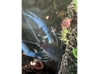 Crayfish Puerto Rico