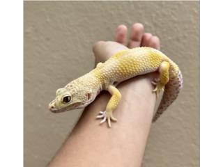Gecko leopardo  Puerto Rico