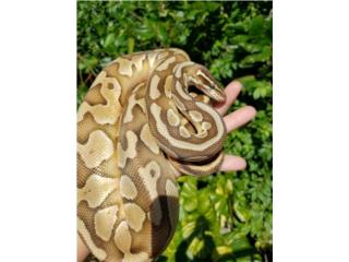 Ball python Puerto Rico