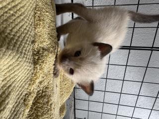 Gatos bebes Puerto Rico
