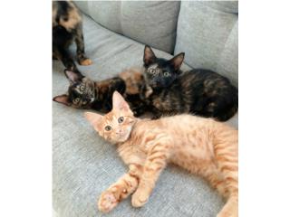 Gatitos Puerto Rico