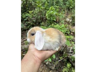 Conejos holland lop Puerto Rico