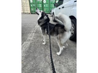 Se regala husky Puerto Rico