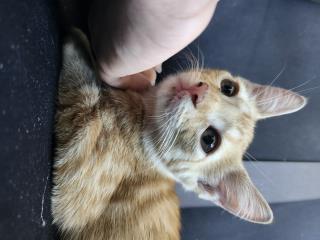 Gatito en adopcin  Puerto Rico