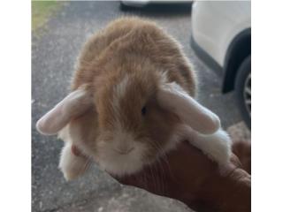 Conejo holand lops Puerto Rico