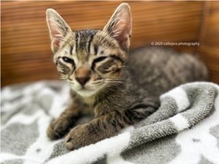 Bimbo, para adoptar Puerto Rico