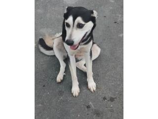 Es una perrita buena carioso  y loca con nios Puerto Rico