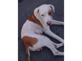 Es una perrito bueno y carioso  Puerto Rico