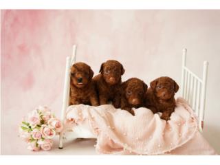 Puerto Rico Toy Poodle Nenas , Perros Gatos y Caballos