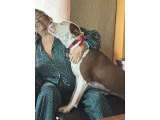 Puerto Rico SE REGALA Perro - precioso y gran guardian , Perros Gatos y Caballos