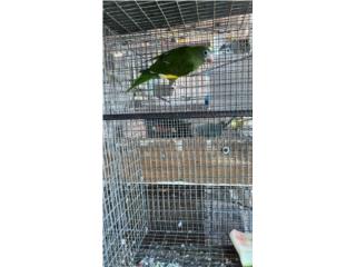 Canary wing 