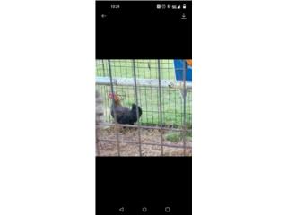 SE REGALA GALLINA DEL PA&#205;S 