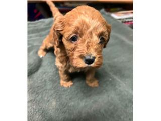 F2 Cockapoo Hembras Puerto Rico