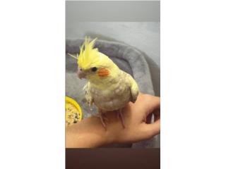 Dos hermosos Cokatiel Ninfas— venta 60$ por 1