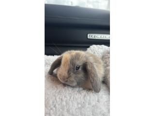 Conejito holland lop