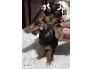 Puerto Rico Yorkie Toy (Yorkshire Terrier) , Perros Gatos y Caballos