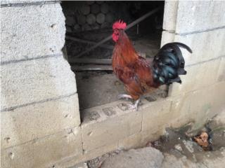 Venta gallo manilo 20
