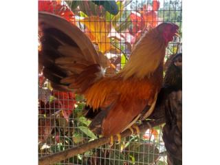 Gallito Kiri