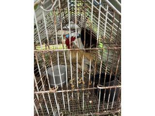 Pollos kiris 