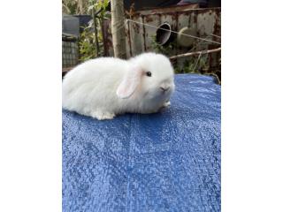 Conejita holland lop BEW