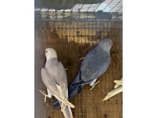 Ringneck violeta 