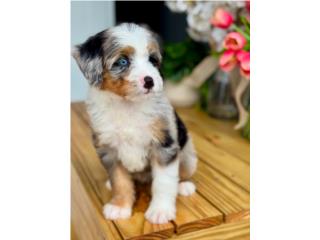 Puerto Rico  Mini Bernedoodle Nena , Perros Gatos y Caballos
