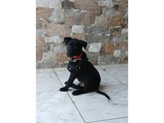 Belga malinois 2 meses  Puerto Rico