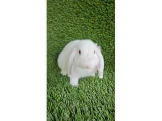 Mini lop BLANCO Puerto Rico
