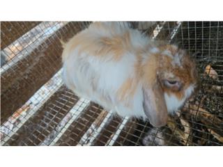 Pareja de Fuzzy lops adultos   Puerto Rico