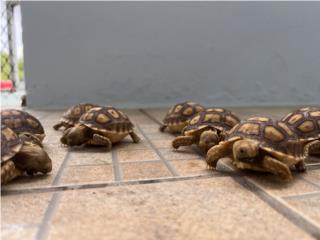 Tortuga bebe  sulcata Puerto Rico