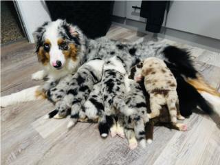 Puerto Rico AUSTRALIAN SHEPHERD AKC, Perros Gatos y Caballos