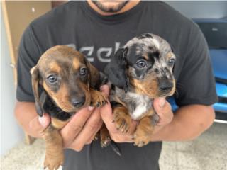 Puerto Rico Salchicha, Perros Gatos y Caballos